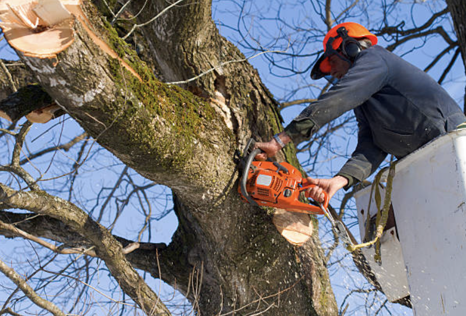 tree pruning in Norge