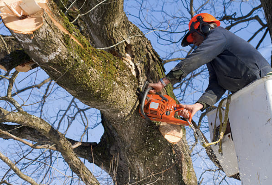 tree pruning in Blanchard